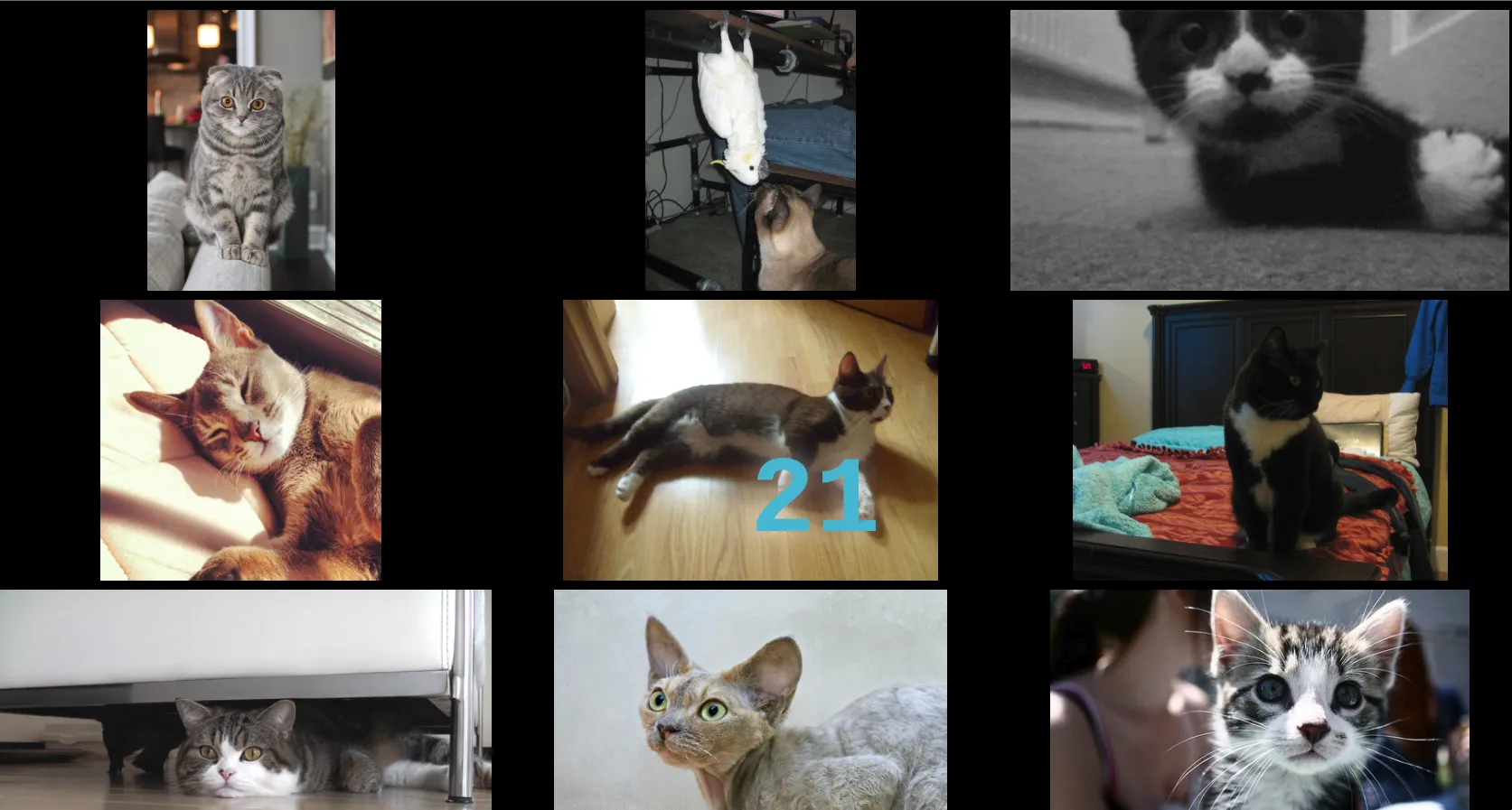 cats
